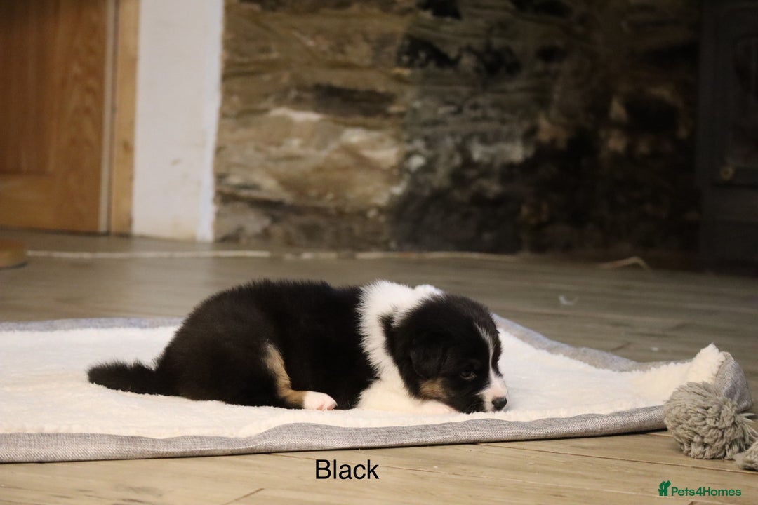 Australian Shepherd dogs for sale: Australian Shepherd Puppies  - Image 6