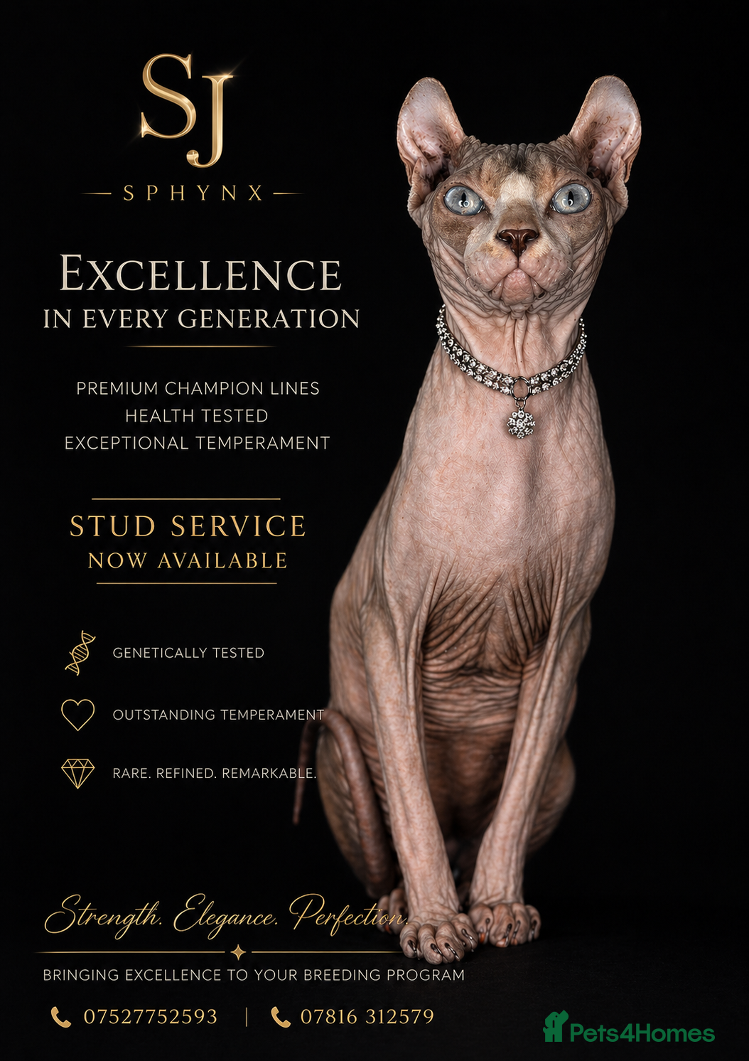 Sphynx cats **STUD Proven Red elf sphynx ** - Advert 11