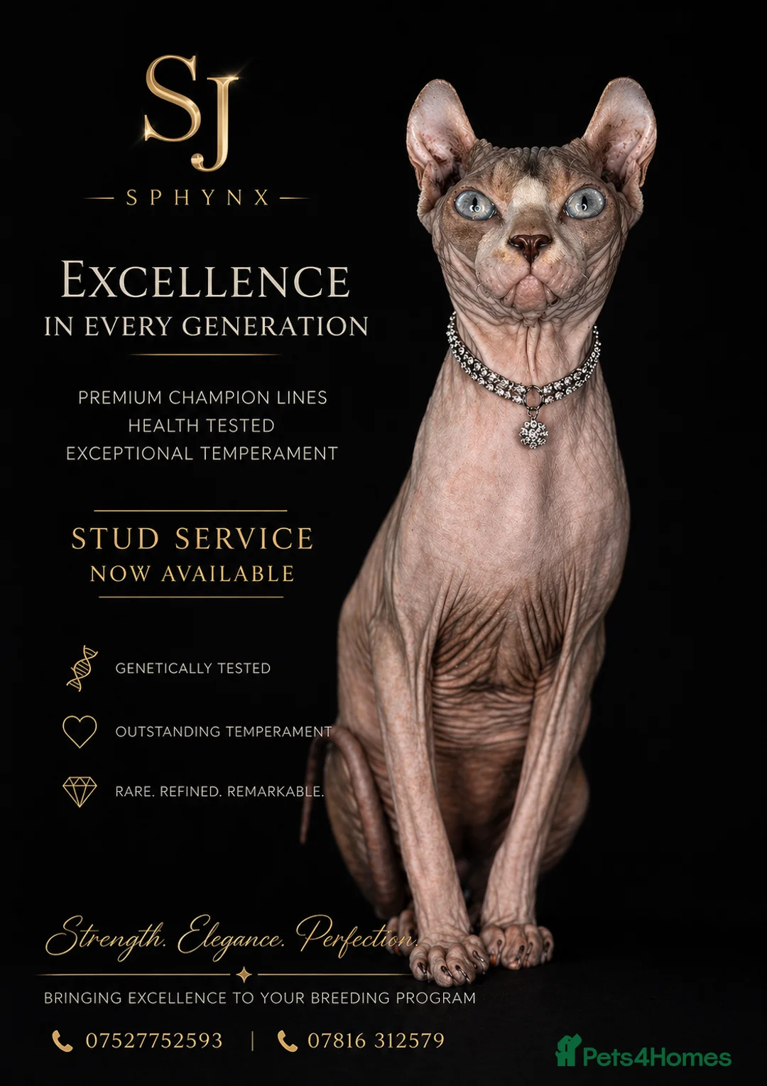 Sphynx cats for stud: **STUD Proven Red elf sphynx ** - Advert 1