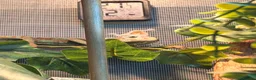 Chameleon reptiles for sale: Veiled chameleon male  - Advert 3