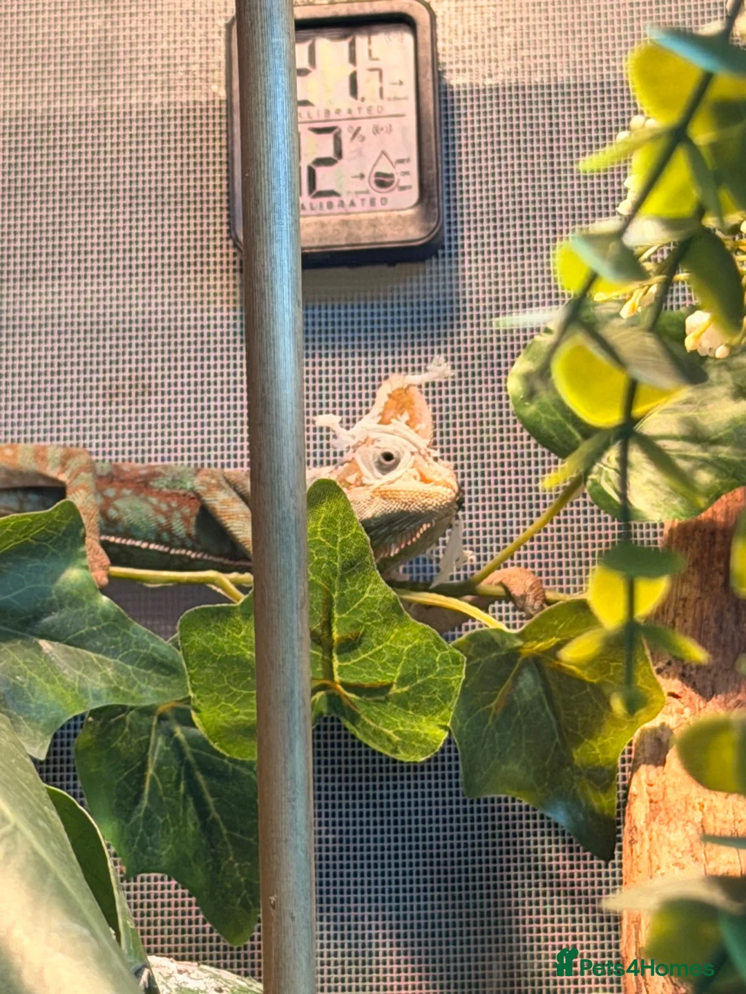 Chameleon reptiles for sale: Veiled chameleon male  - Advert 3