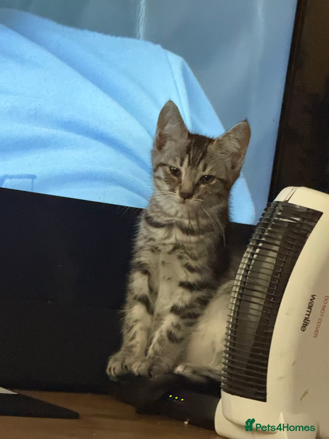 Maine Coon cats for sale: Maine coon x shorthair kittens available  - Image 5