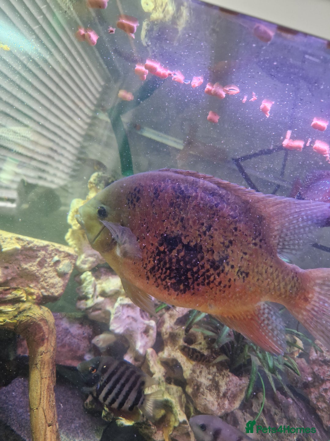 Other/Mixed Breed fish for sale: 15ich vieja - Image 2