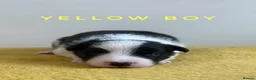 Border Collie dogs for sale: Fully Health Tested, KC registered puppies due - Advert 13