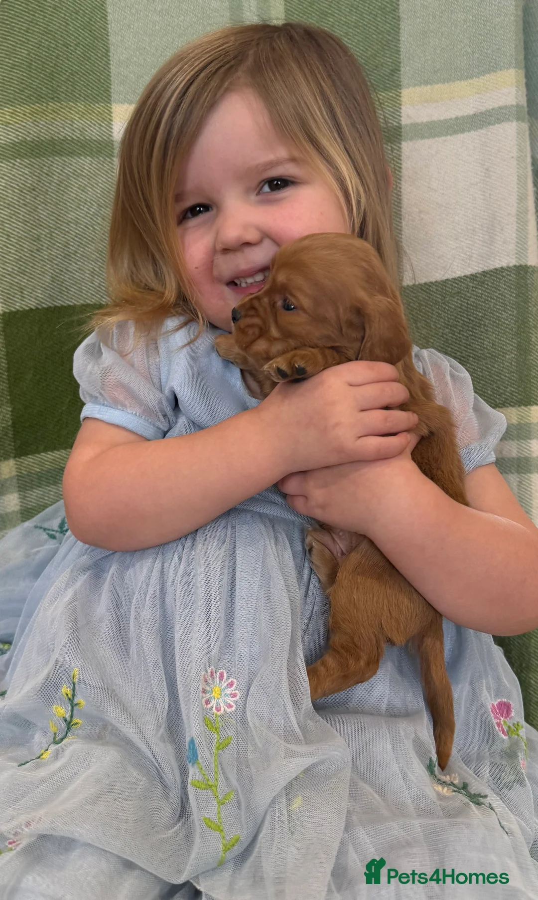 Cocker Spaniel dogs for sale: STUNNING COCKER SPANIELS - Advert 4