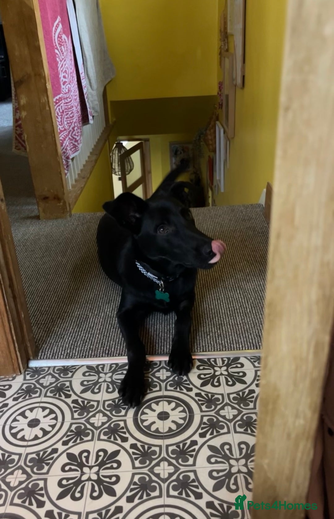 Mixed Breed dogs for sale: Moroccan Puppy  - Advert 16