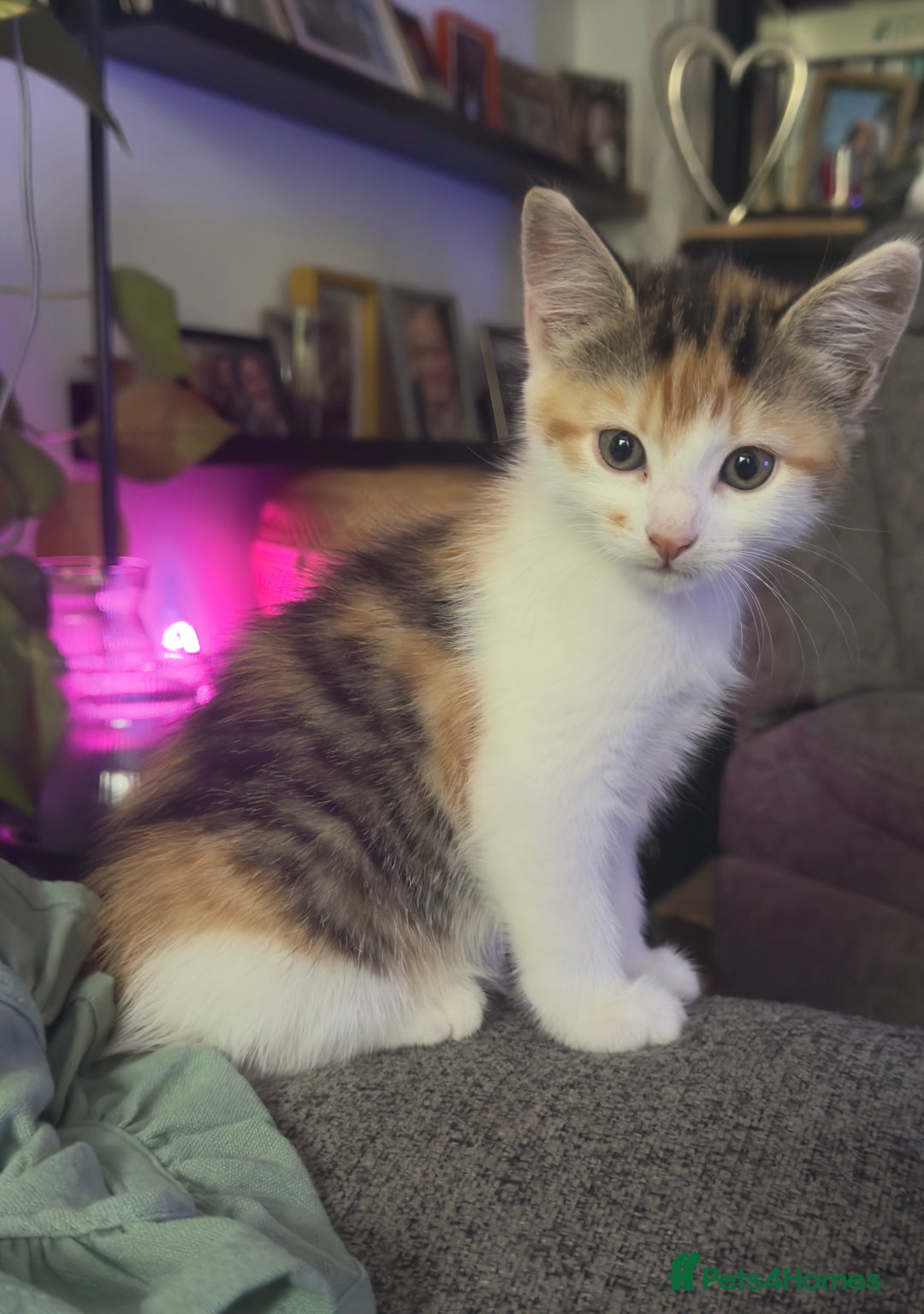 Mixed Breed cats for sale: Beautiful kittens!!!!! READY from 7/08/25 - Image 9