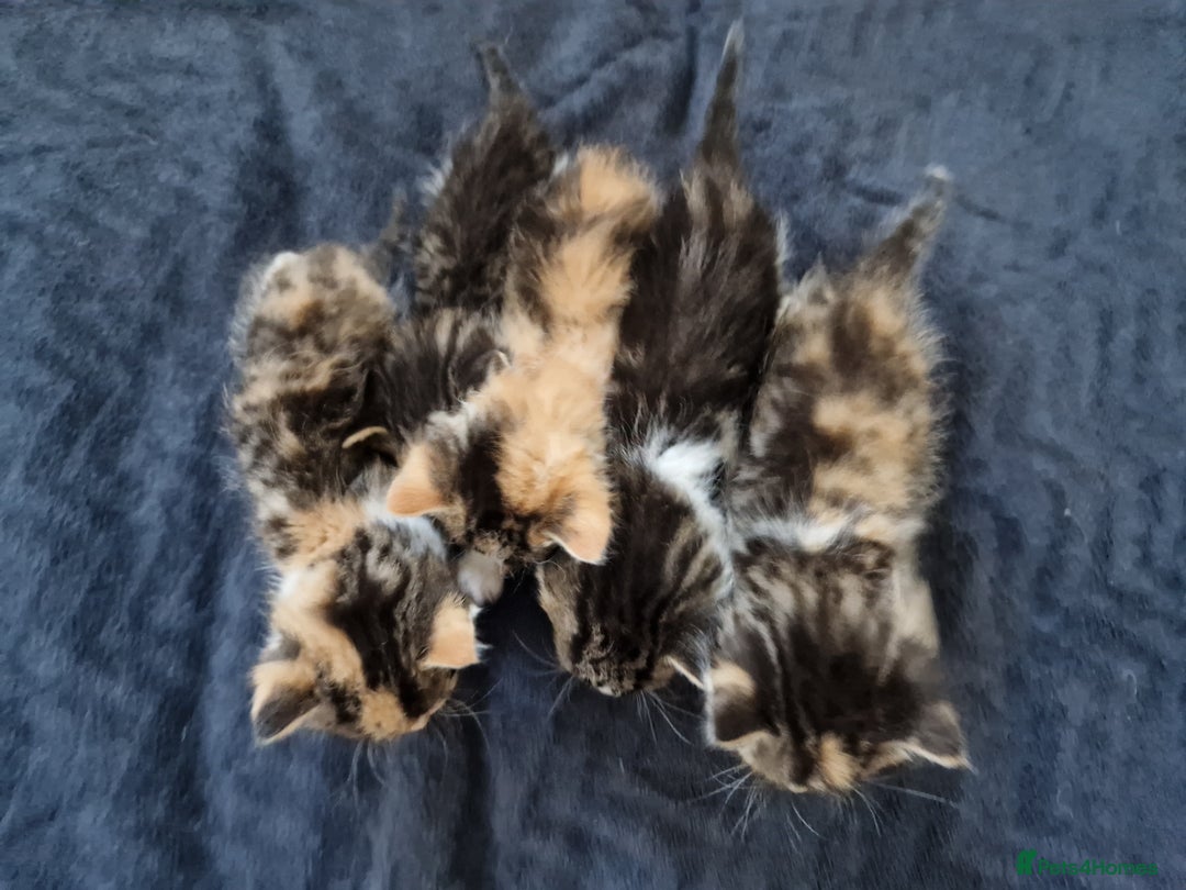 Mixed Breed cats for sale: Calico kittens. 1 girl 1 boy left - Image 13