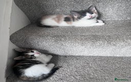 Mixed Breed cats for sale: Beautifully unique kittens - Image 8