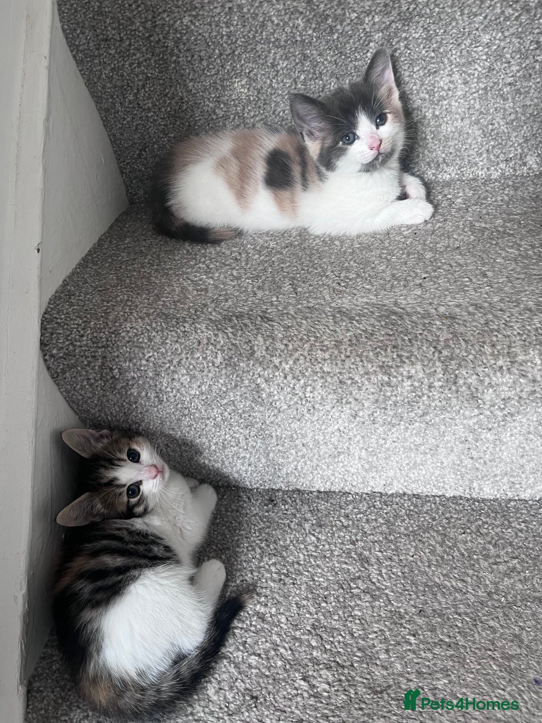 Mixed Breed cats for sale: Beautifully unique kittens - Image 8