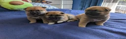 Japanese Shiba Inu dogs for sale: Lovely Shiba Inu Puppies, Ready for home late Aug in Corby - Advert 1