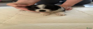 Pomeranian Puppy 4
