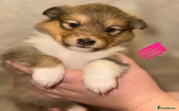 Shetland Sheepdog dogs KC Registered Shelties – Champ Bloodlines - Advert 2