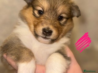 Shetland Sheepdog dogs KC Registered Shelties – Champ Bloodlines - Advert 3