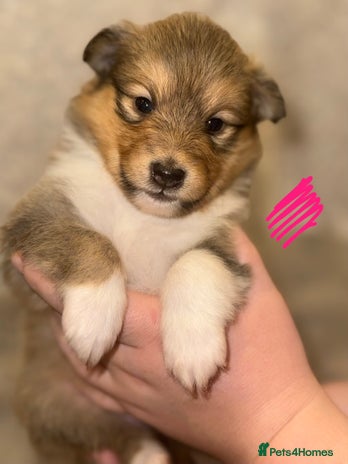 Shetland Sheepdog dogs KC Registered Shelties – Champ Bloodlines - Advert 2