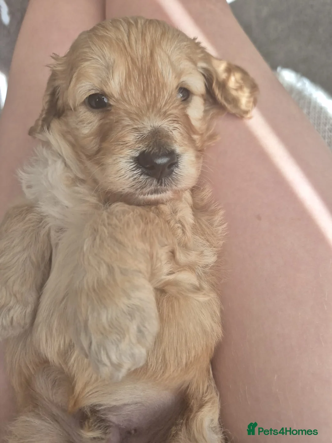 Cockapoo dogs for sale: Cockerpoo puppies  - Advert 40