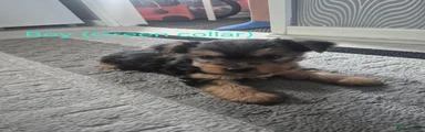 Yorkshire Terrier Green