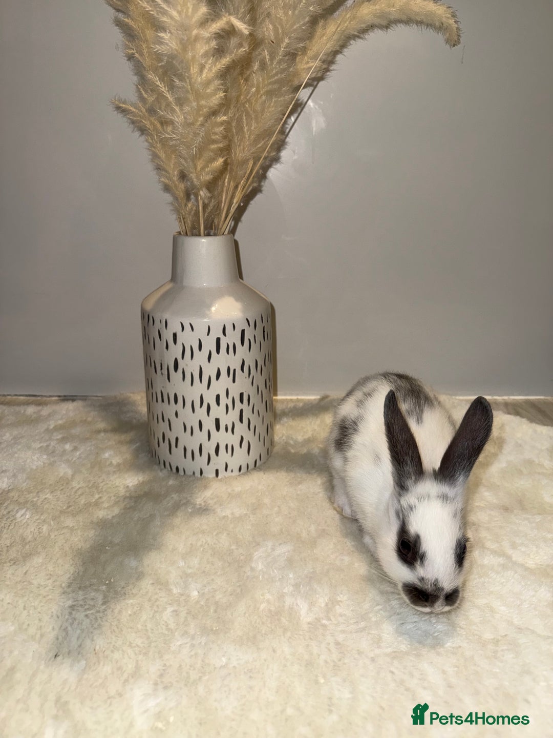 Mixed Breed rabbits for sale: Mixed Mini Rex breed  - Advert 10