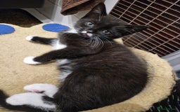 Mixed Breed cats for sale: Kittens😺 - Image 24
