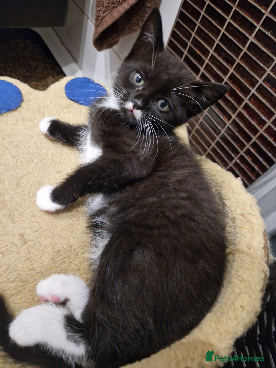 Mixed Breed cats for sale: Kittens😺 - Image 24