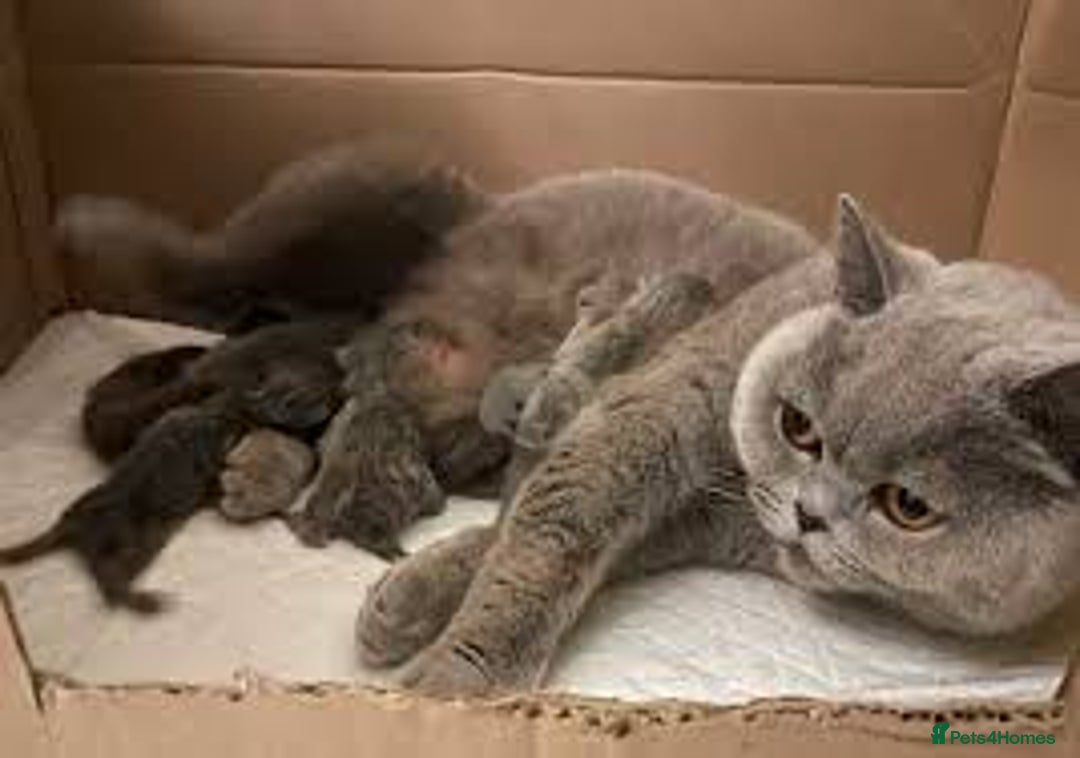 British Shorthair cats for sale: Cute kittens looking for loving home - Image 5