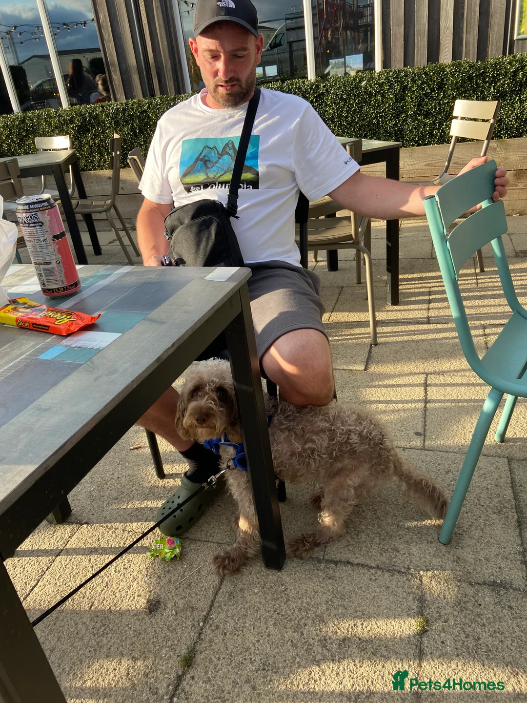 Cockapoo dogs for sale: Male cockapoo - Advert 8