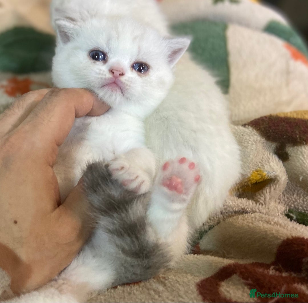 Munchkin cats for sale: Full Pedigree Munchkin kittens - Image 9
