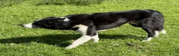 Border Collie dogs for sale: Border Collie Puppies for Sale - Advert 2