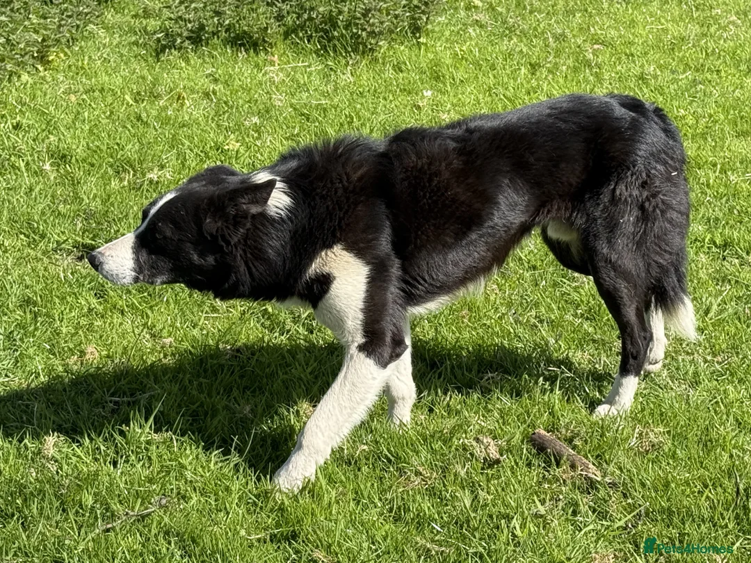 Border Collie dogs for sale: Border Collie Puppies for Sale - Advert 2