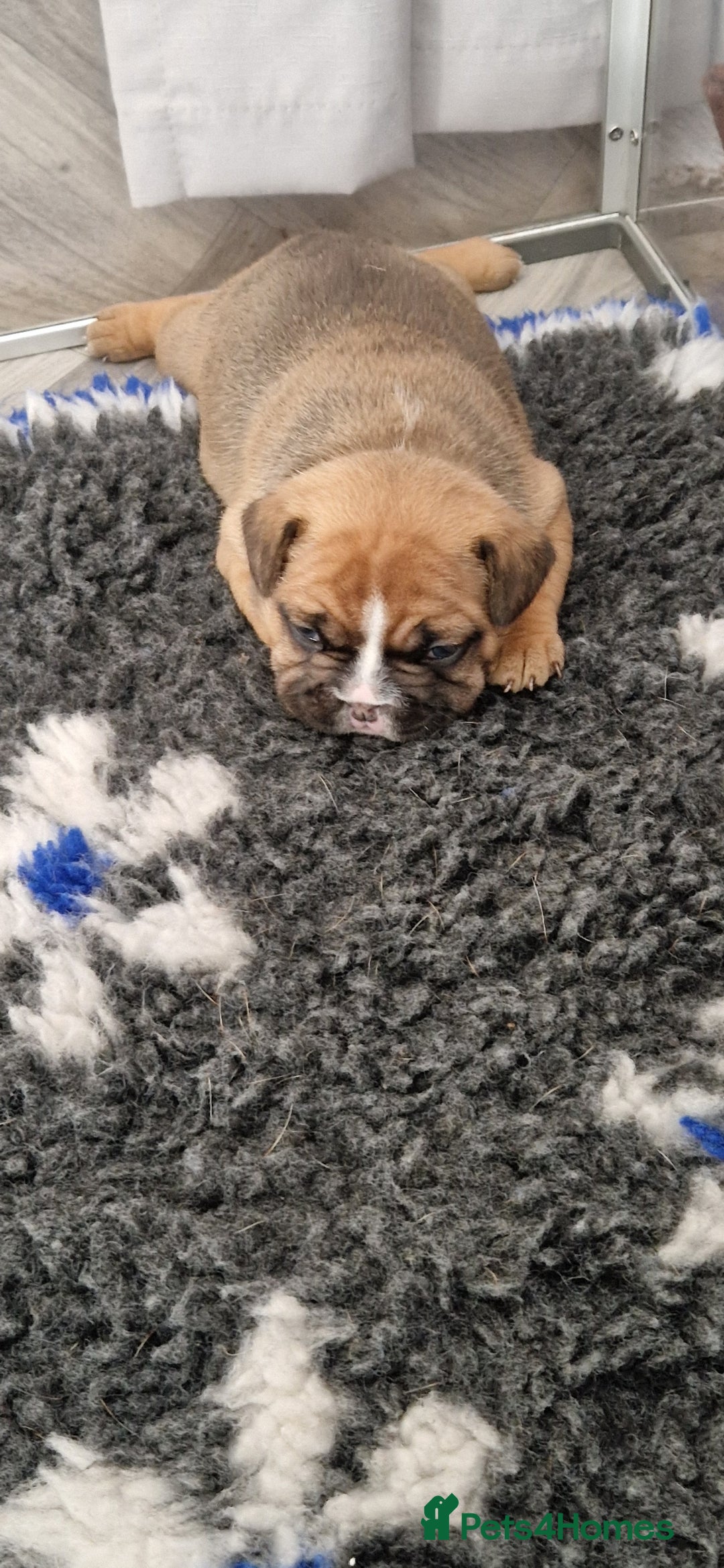 French Bulldog dogs for sale: French bulldogs  - Image 5