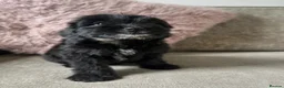Cockapoo dogs for sale: Adorable Cockapoos’s ready now - Advert 25