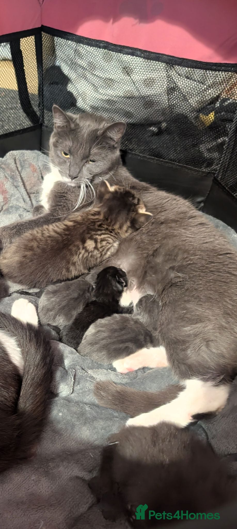 Mixed Breed cats 4 Beautiful kittens looking for their forever home - Advert 1