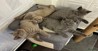 British Shorthair cats - Advert 16