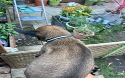 Belgian Shepherd Dog dogs for sale: 🐶Belgian Malinois Shepherd🐶 working dogs in Esher - Image 15