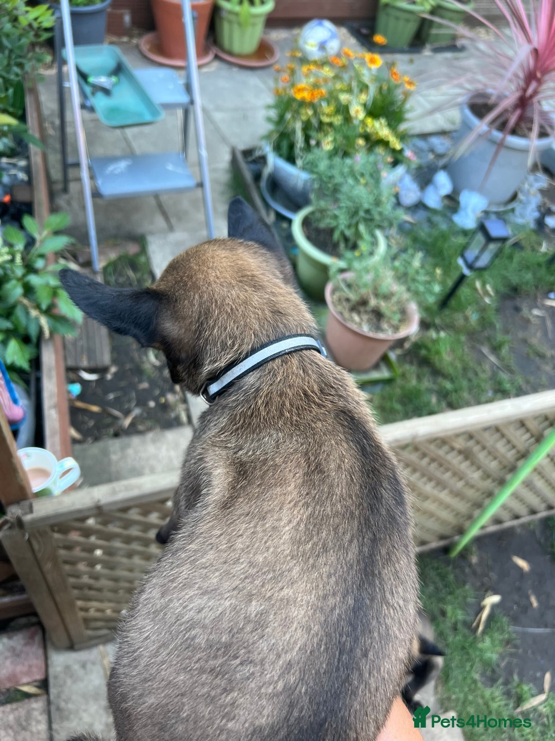 Belgian Shepherd Dog dogs for sale: 🐶Belgian Malinois Shepherd🐶 working dogs in Esher - Image 15