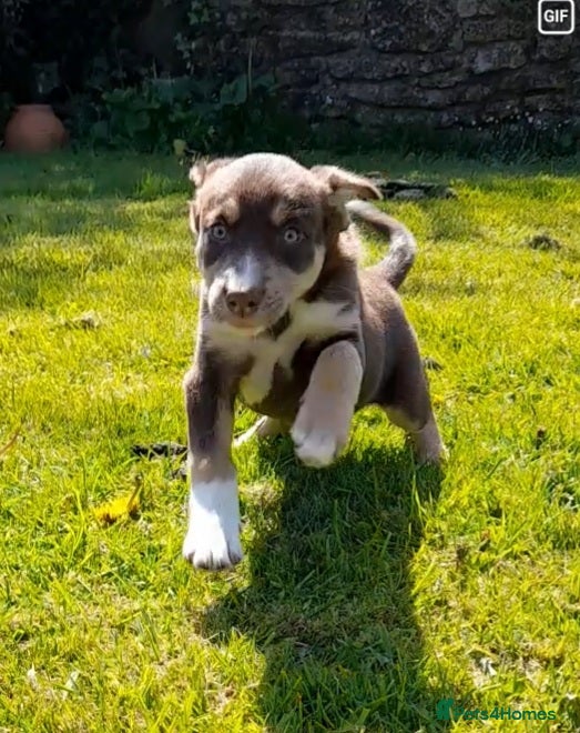 Mixed Breed dogs Collie × Kelpie pups near Cowbridge  - Advert 2