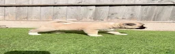 Akita dogs for sale: American Akita puppy’s for sale - Advert 19