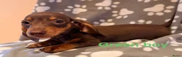 Miniature Dachshund dogs for sale: Miniature Dachshund male puppies - Advert 3