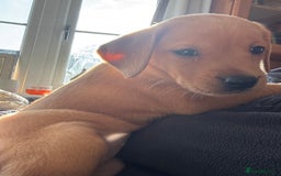 Labrador Retriever dogs for sale: Labrador puppies from working lines - Image 5