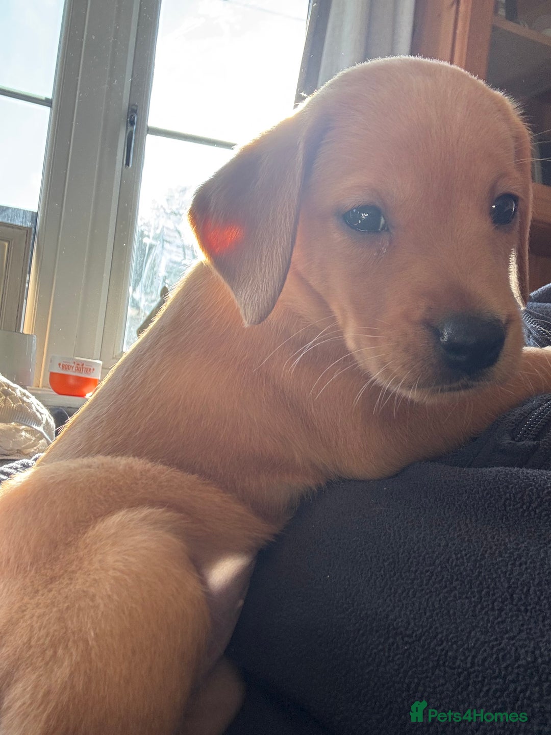 Labrador Retriever dogs for sale: Labrador puppies from working lines - Image 5