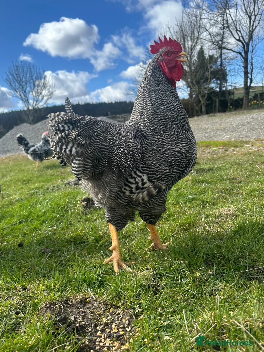 Chickens poultry for sale: 6x hatching eggs - Leghorn x Barred Plymouth Rock - Advert 3