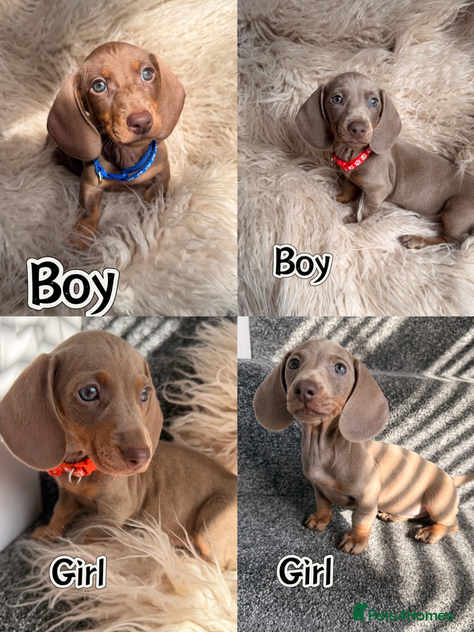 Miniature Dachshund dogs KC registered miniature dachshund - READY NOW  - Advert 10