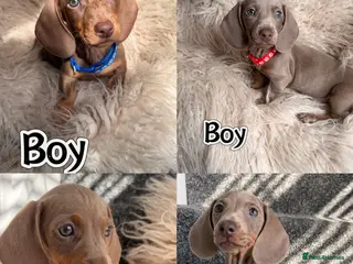 Miniature Dachshund dogs KC registered miniature dachshund - READY NOW - Advert 10
