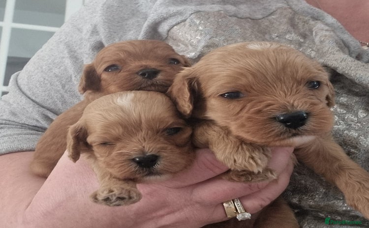 Cavapoo dogs - Advert 2