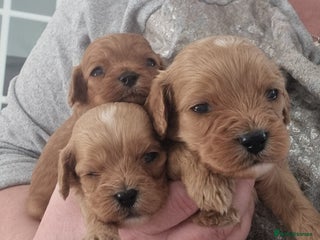 Cavapoo dogs - Advert 2