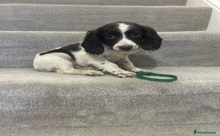 Sprocker dogs - Advert 1