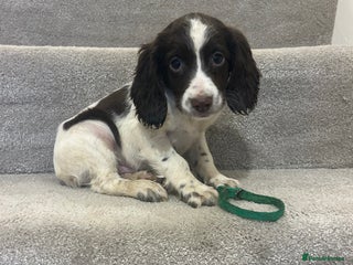 Sprocker dogs - Advert 1