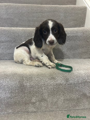 Sprocker dogs - Advert 1