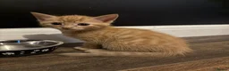 Mixed Breed cats for sale: Fluffy mix breed kittens  in Gloucester - Advert 13