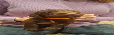 Avril (orange collar)